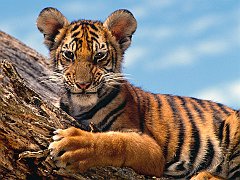 Tiger Cub